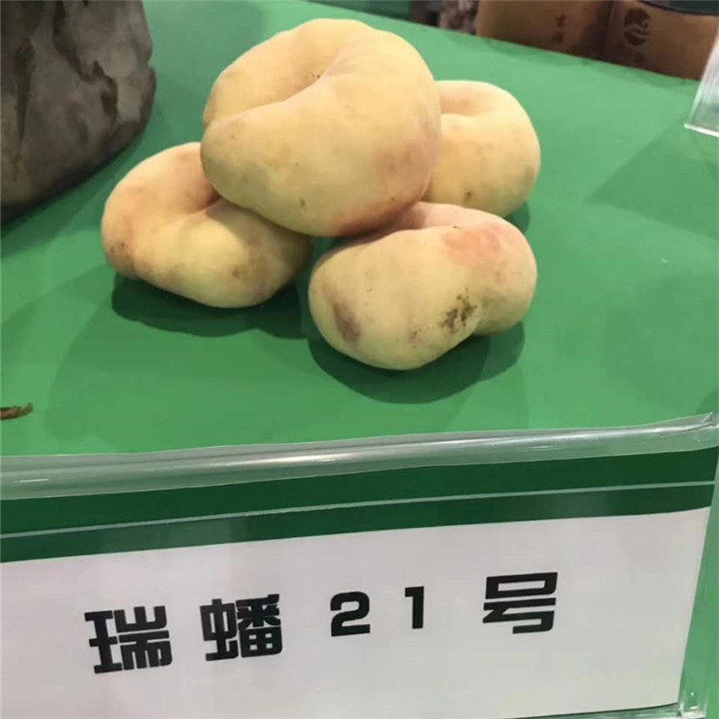 脫毒桃樹壯苗—特晚蟠桃樹壯苗一株多少錢