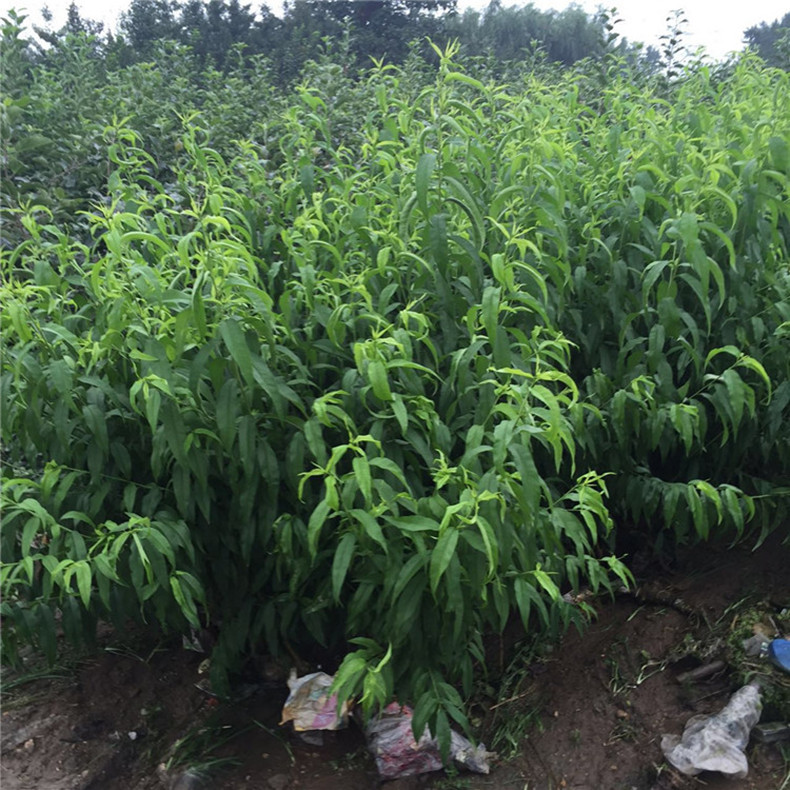 0.7公分桃樹—紅肉蜜桃樹畝產(chǎn)量