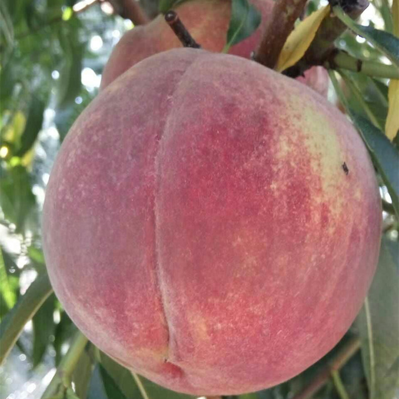0.3公分桃樹—紅玉桃樹單果重量