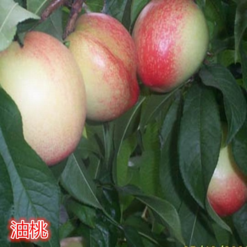 0.7公分桃樹—紅肉蜜桃樹畝產(chǎn)量