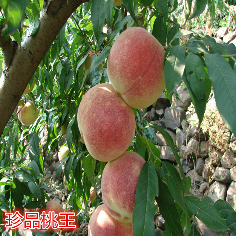 脫毒桃樹壯苗—特晚蟠桃樹壯苗一株多少錢