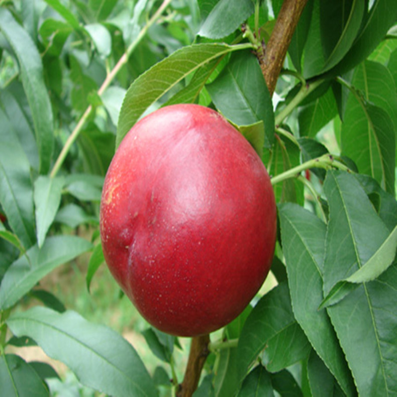 0.7公分桃樹—紅肉蜜桃樹畝產(chǎn)量
