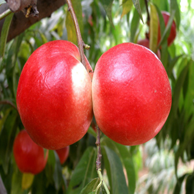 中熟毛桃樹畝產(chǎn)量、桃樹結(jié)果年限