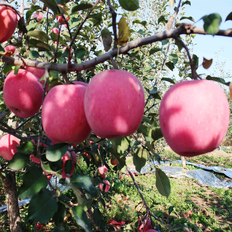 今年泰安蘋果苗種植規(guī)劃、今年泰安蘋果苗品種