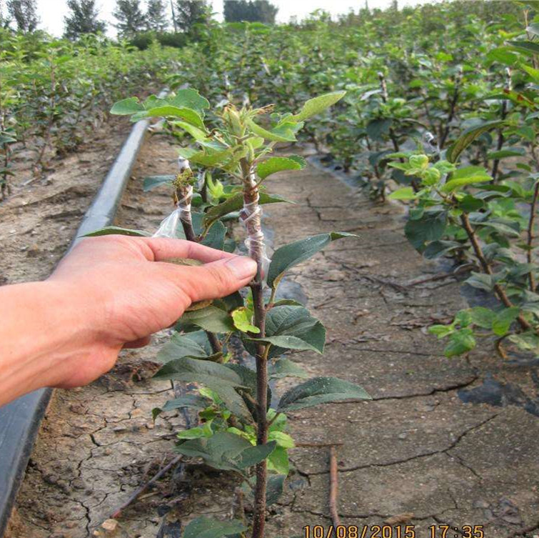新品種首富一號蘋果苗保濕郵寄、蘋果苗免費技術(shù)管理