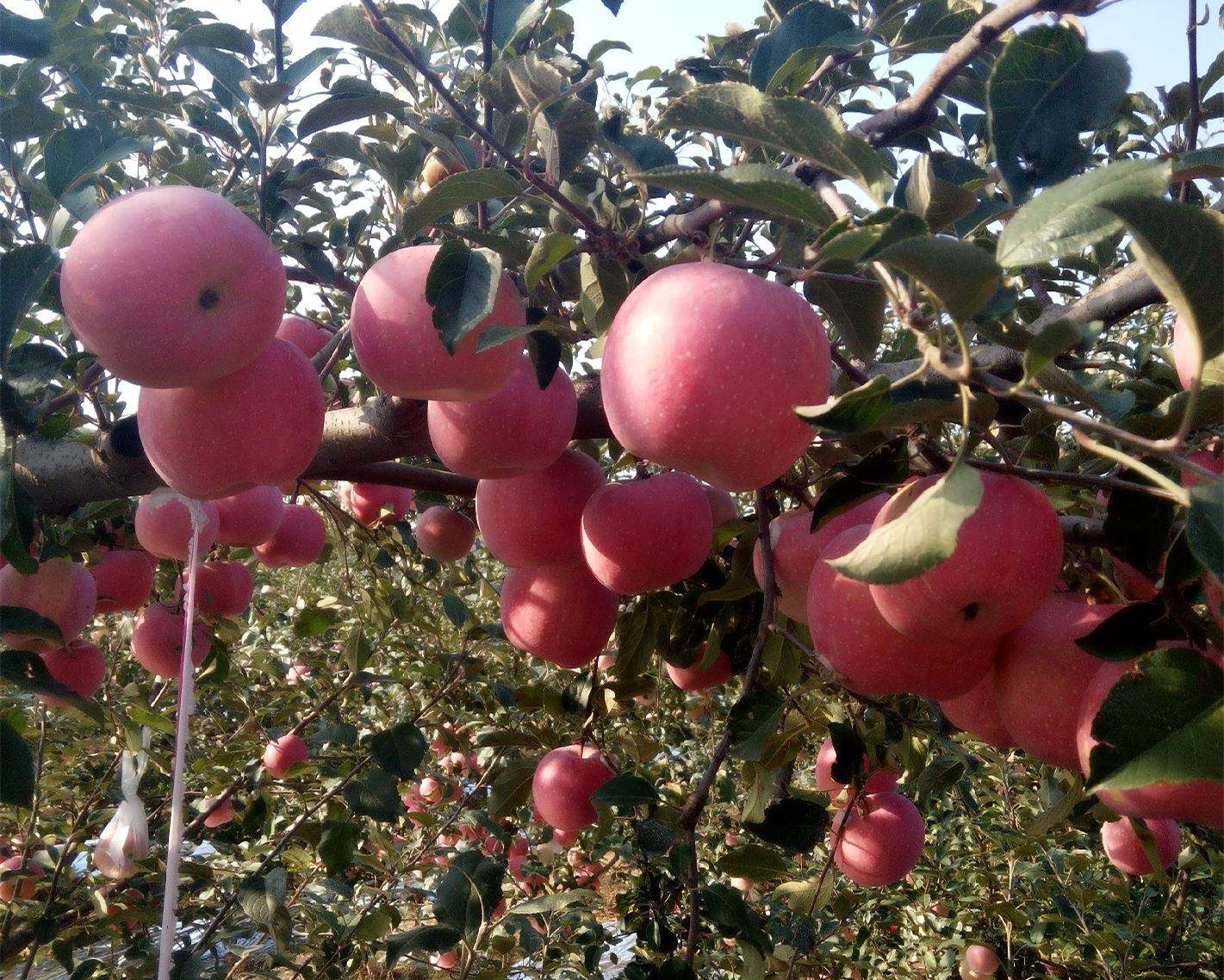 綠皮紅肉蘋果苗保濕郵寄、綠皮紅肉蘋果苗施肥管理