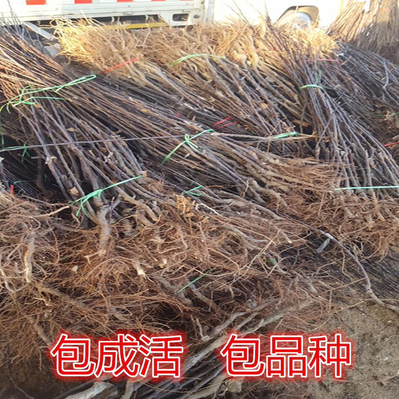 喬化蘋(píng)果樹(shù)苗—德國(guó)瑪麗莎蘋(píng)果樹(shù)苗種植規(guī)劃