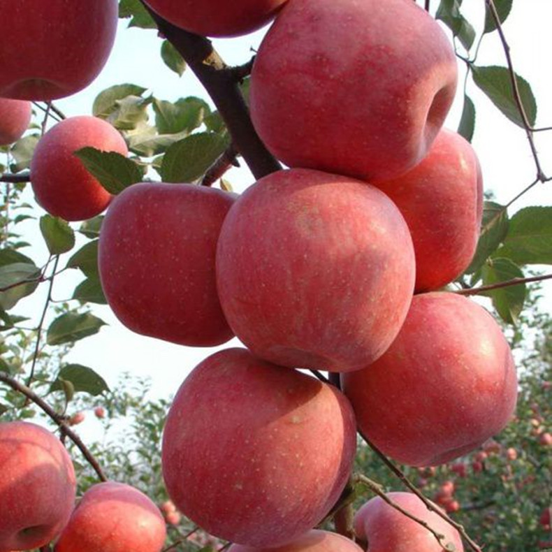 2019年矮化m9t337蘋(píng)果苗種植規(guī)劃、矮化m9t337蘋(píng)果苗修剪方法