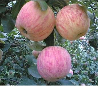 綠皮紅肉蘋果苗保濕郵寄、綠皮紅肉蘋果苗施肥管理