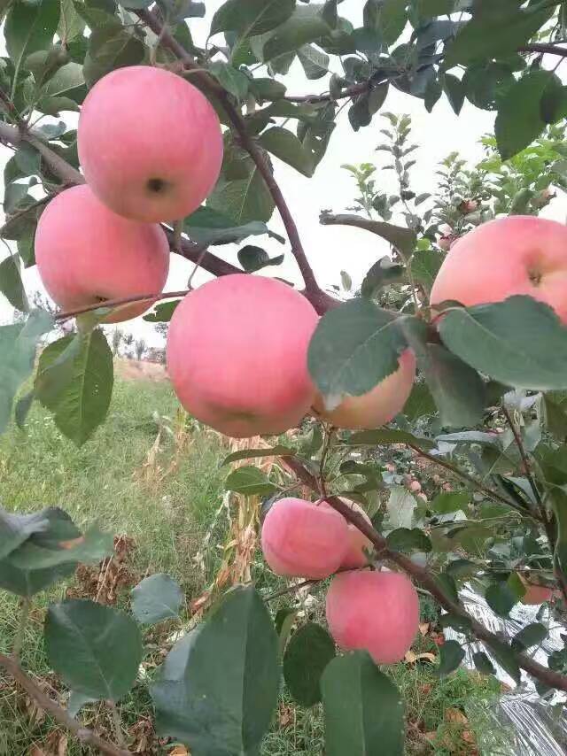 秀水苹果苗