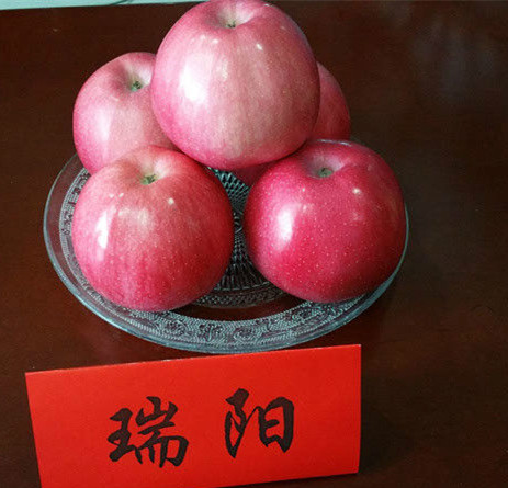 蜜脆蘋果苗