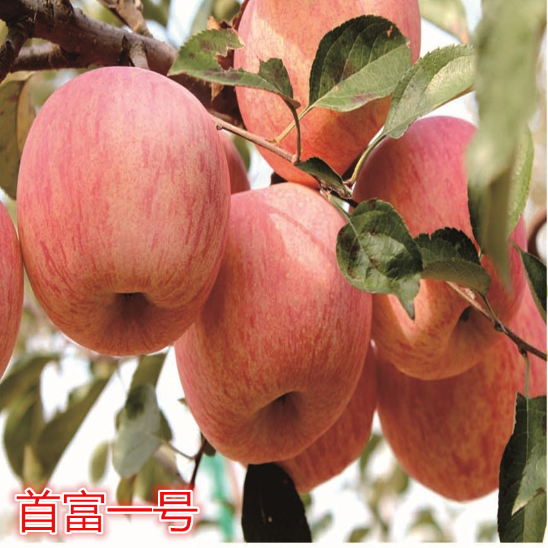 新品種首富一號蘋果苗保濕郵寄、蘋果苗免費技術(shù)管理