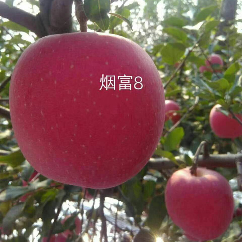 喬化蘋(píng)果樹(shù)苗—德國(guó)瑪麗莎蘋(píng)果樹(shù)苗種植規(guī)劃