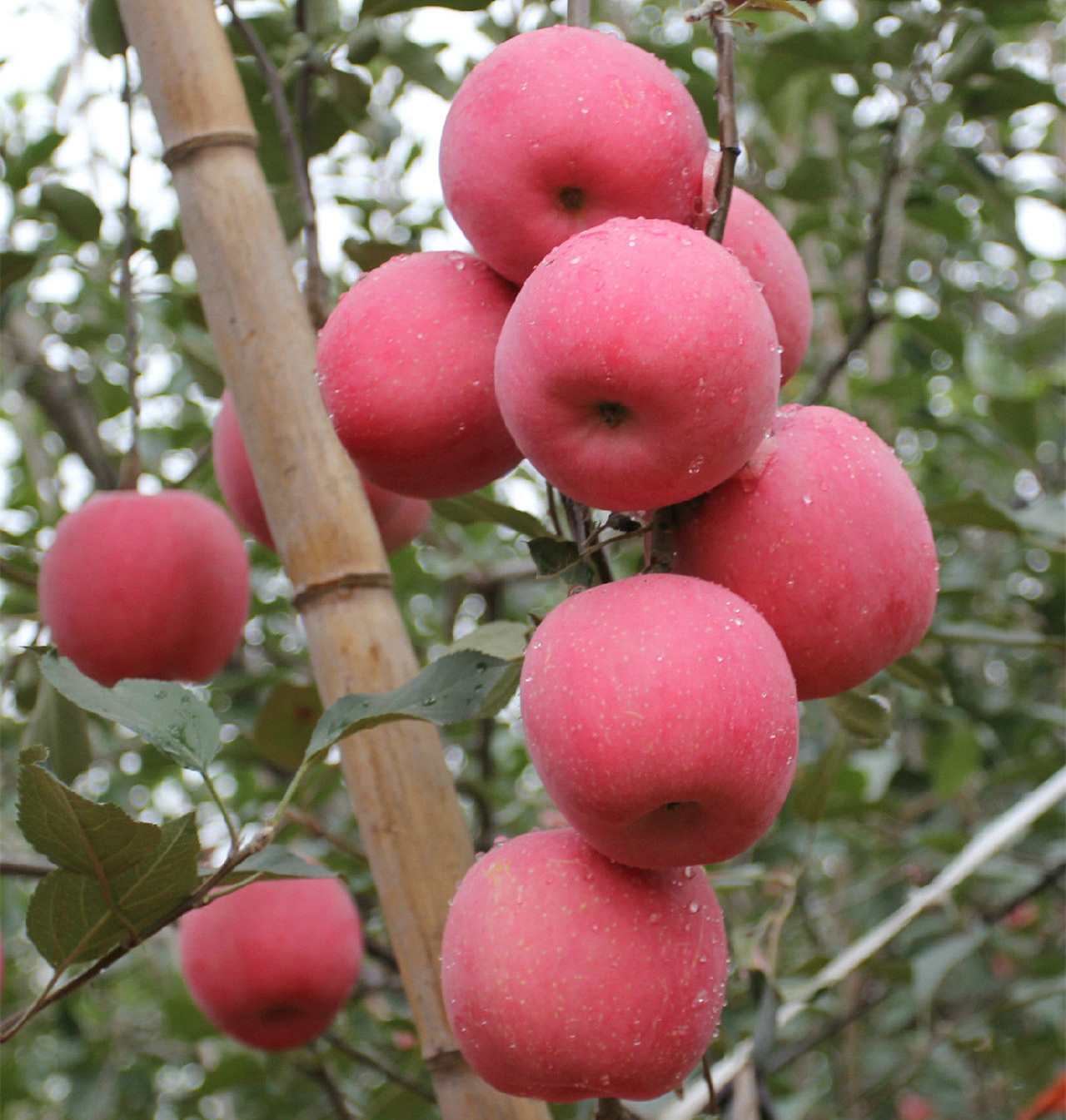 綠皮紅肉蘋果苗保濕郵寄、綠皮紅肉蘋果苗施肥管理