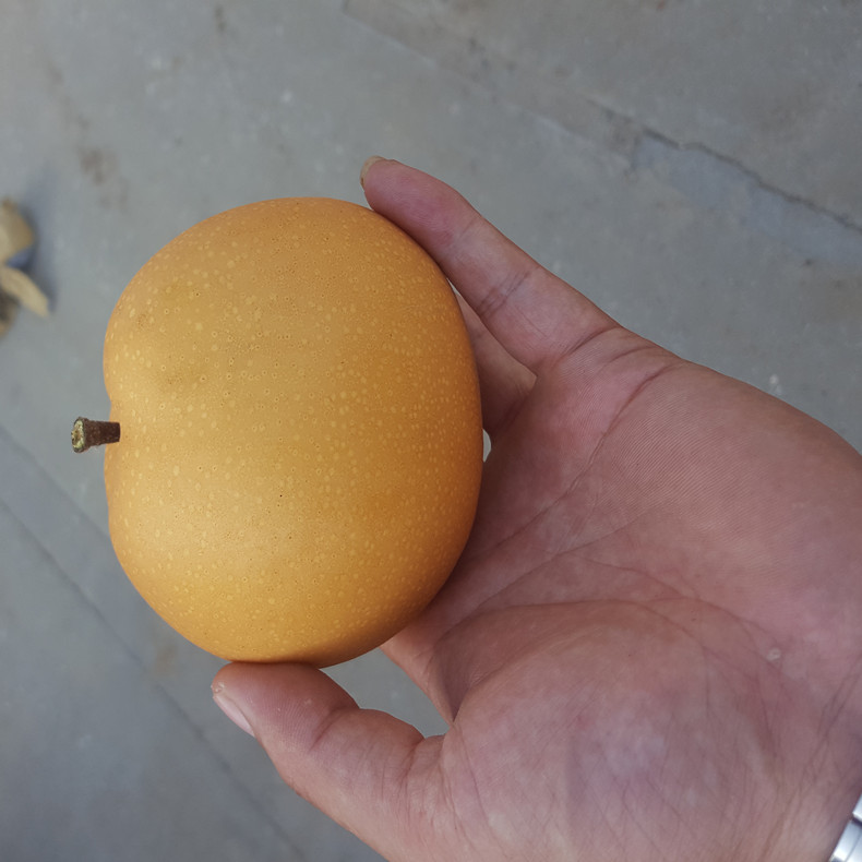 早美酥梨樹小苗、梨樹小苗純種