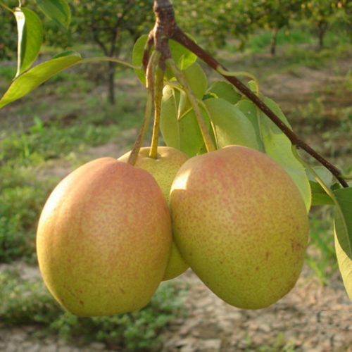寧波梨樹(shù)苗