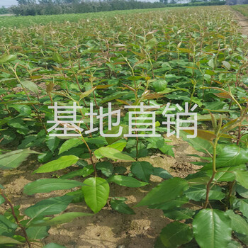 北京周邊梨樹苗