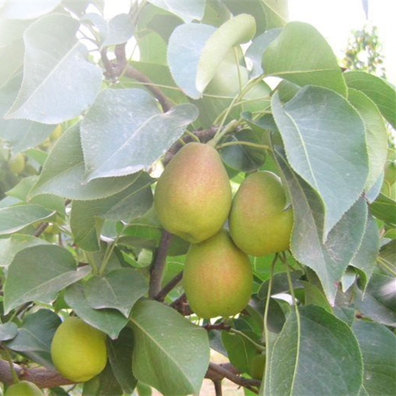 高度50公分梨樹(shù)苗—紅茄梨樹(shù)苗成熟期