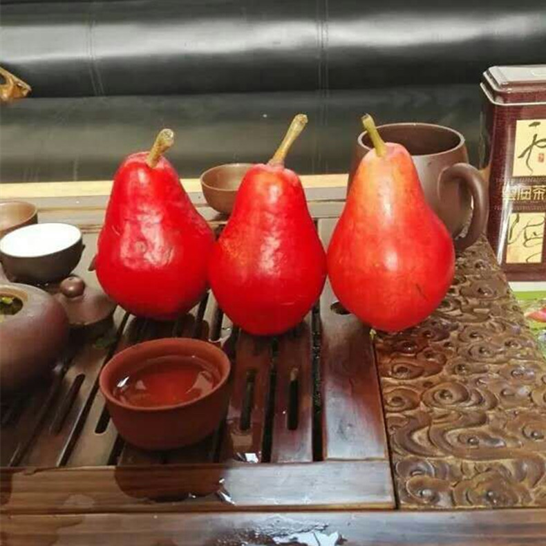 早美酥梨樹小苗、梨樹小苗純種