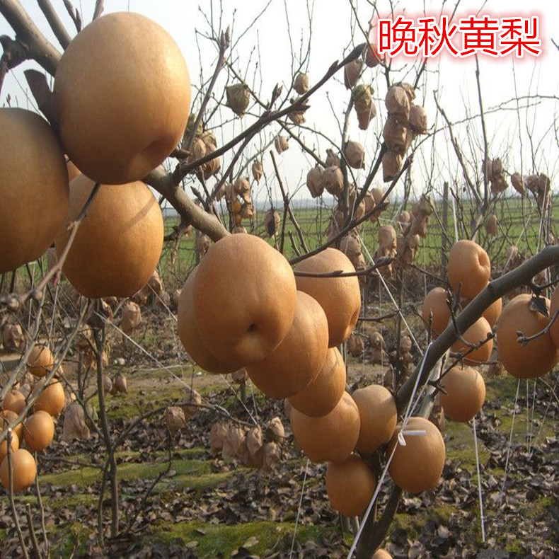 秋黃梨樹苗