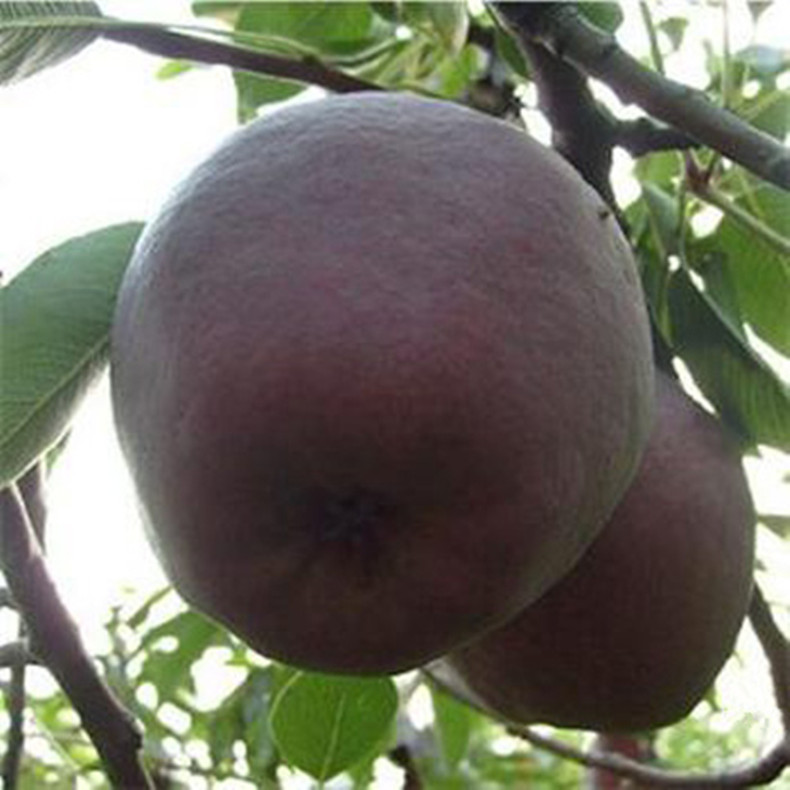 云陽(yáng)梨樹(shù)苗