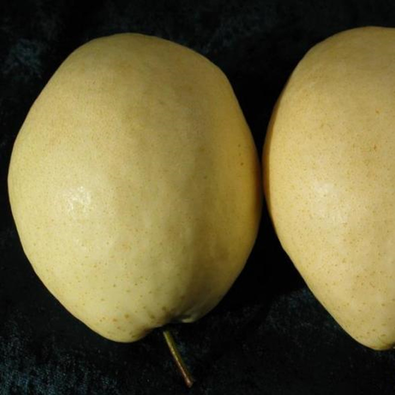 寧波梨樹(shù)苗
