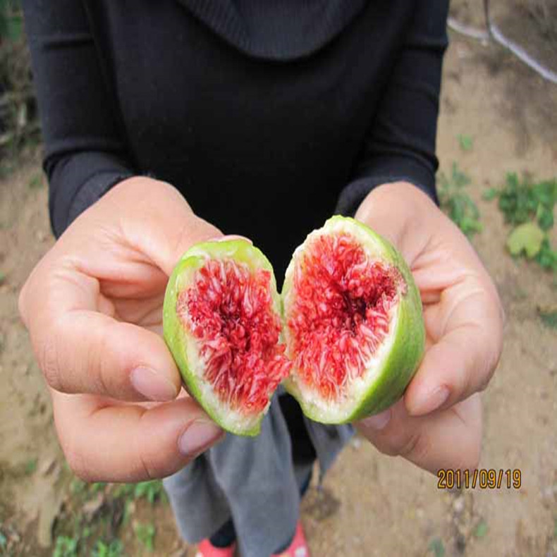 一公分無花果樹小苗—南開無花果樹小苗價格基地