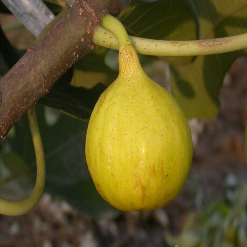 耐旱無花果樹苗木—石家莊無花果樹苗木適應(yīng)性強(qiáng)