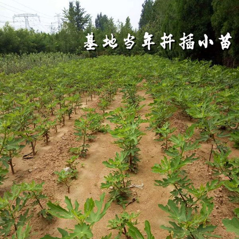 新疆早黃無(wú)花果苗