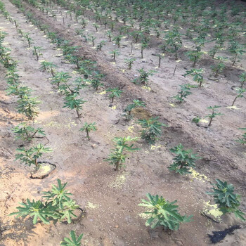 新疆早黃無花果苗