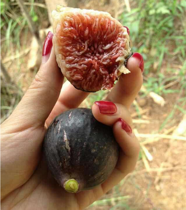 當年掛果無花果樹苗