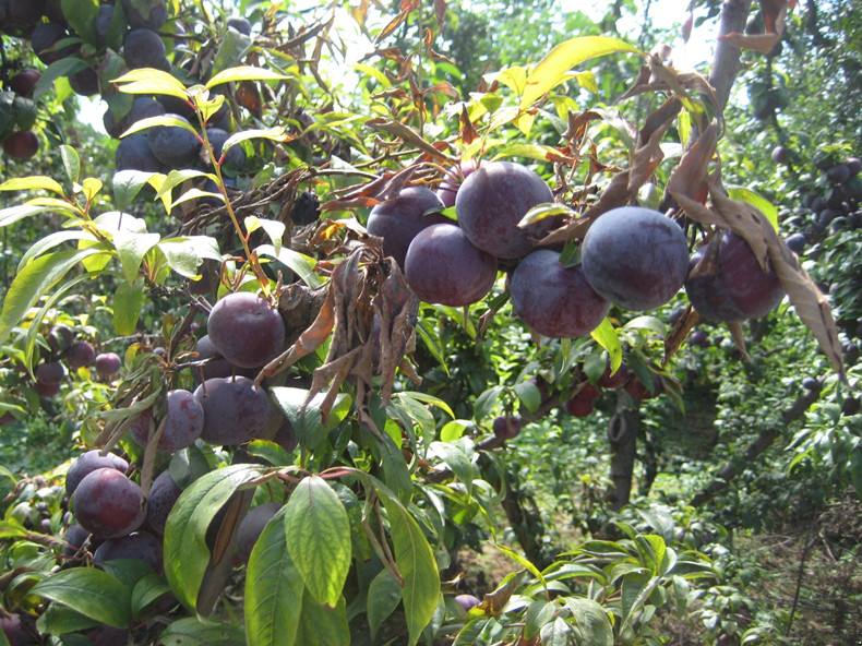 晚李紅李子樹苗—昆玉李子樹苗基地