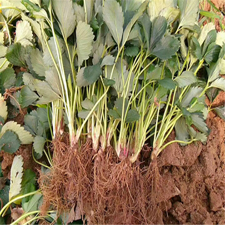 今年裸根草莓苗施肥管理、今年裸根草莓苗格