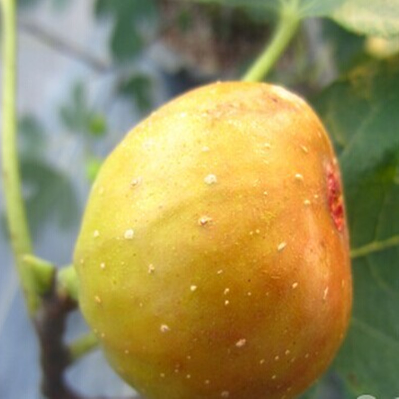 中農(nóng)寒優(yōu)無花果苗中農(nóng)寒優(yōu)無花果苗病蟲害防治
