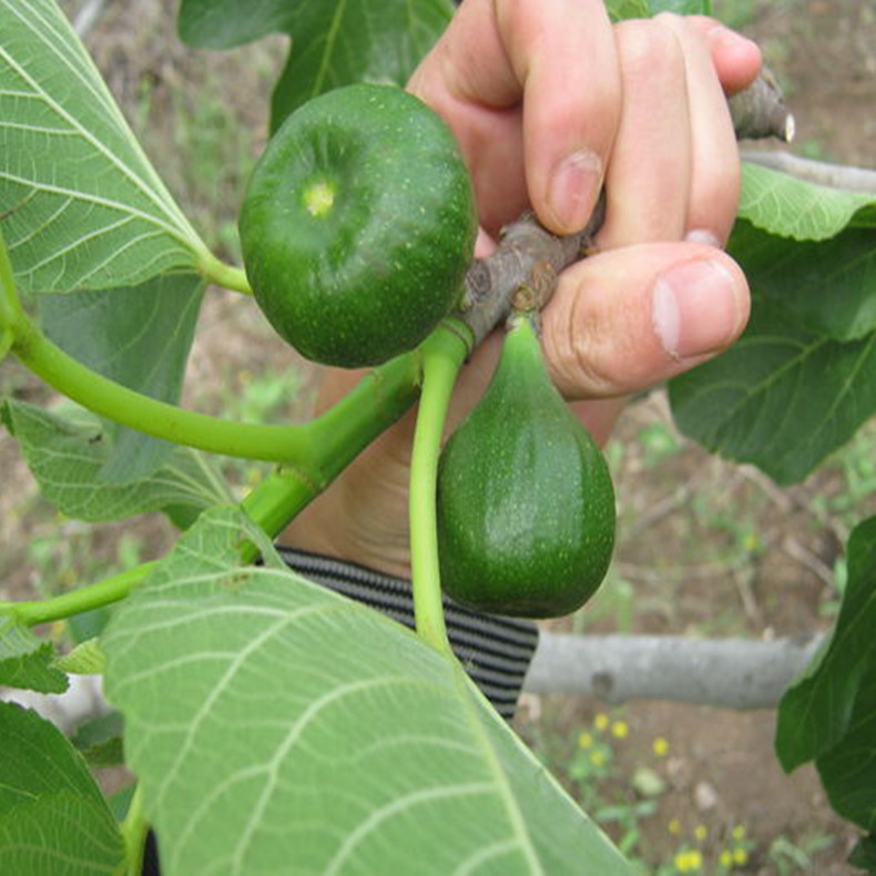1年無(wú)花果苗、中農(nóng)寒優(yōu)無(wú)花果苗一棵多少錢中農(nóng)矮生無(wú)花果苗一棵多少錢