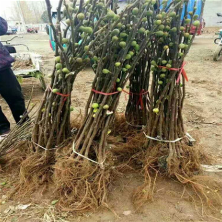 今年長江7號無花果苗果型大口感甜、長江7號無花果苗什么時候成熟