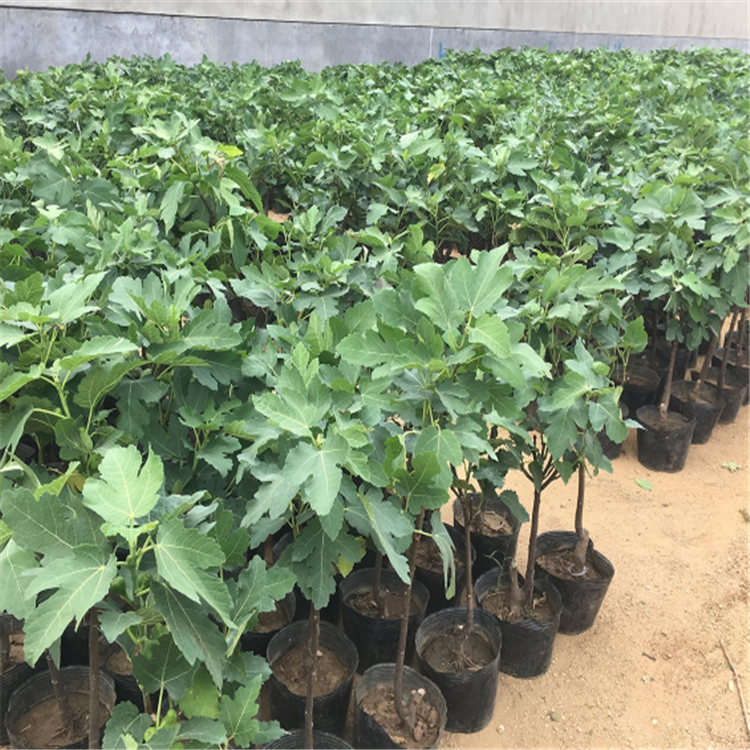 砂糖無花果樹苗