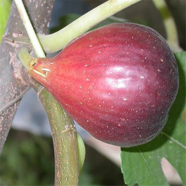 1年無(wú)花果苗、中農(nóng)寒優(yōu)無(wú)花果苗一棵多少錢中農(nóng)矮生無(wú)花果苗一棵多少錢