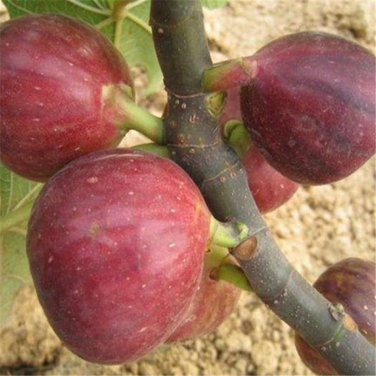 加州黑無花果苗幾年掛果、無花果小苗好成活好管理