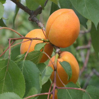 奔秋杏树苗种植方法_种植基地