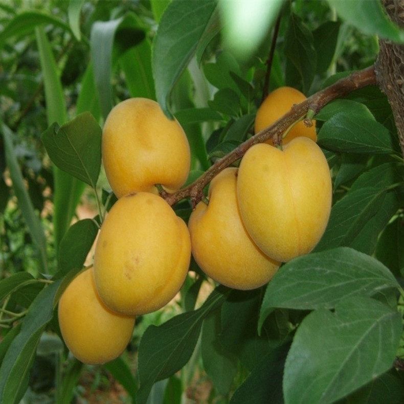 奔秋杏树苗种植方法_种植基地