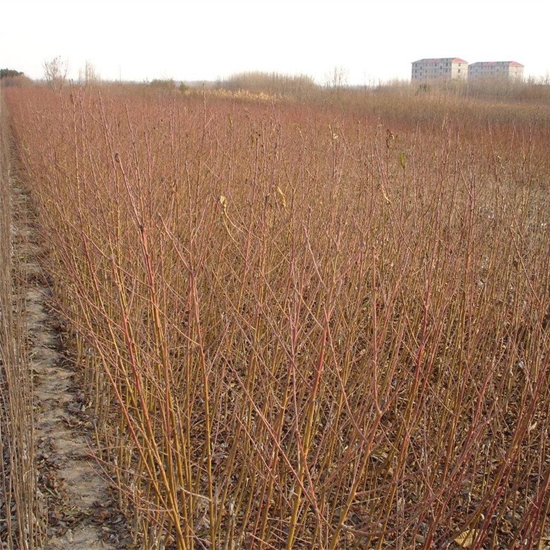 奔秋杏树苗种植方法_种植基地