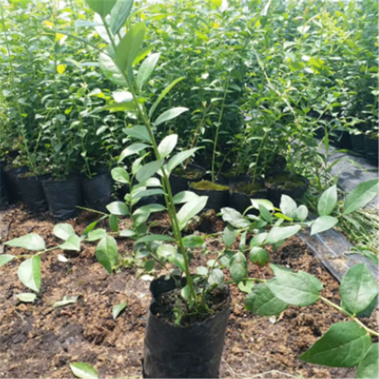 高度60公分藍莓小苗病蟲害防治