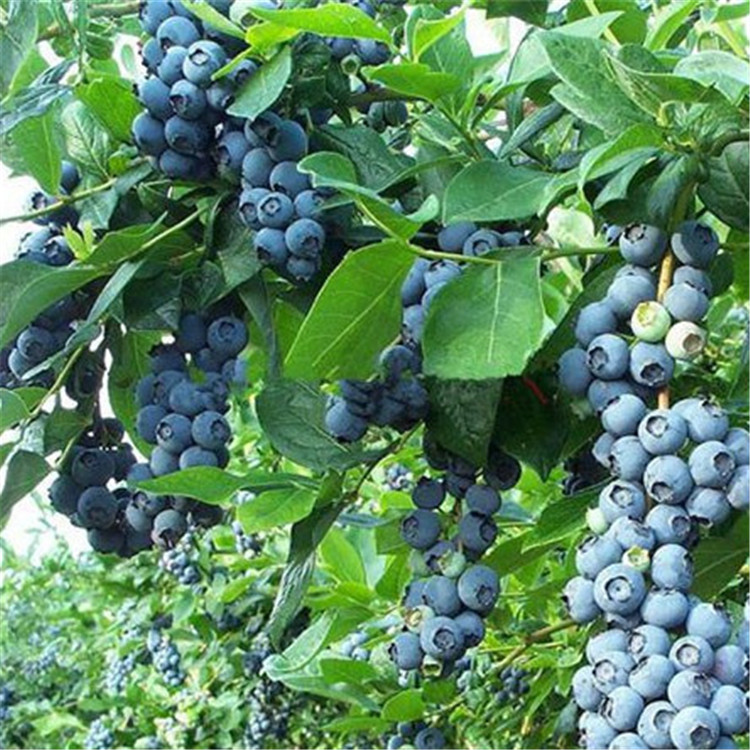 藍(lán)港藍(lán)莓種苗種植地點(diǎn)