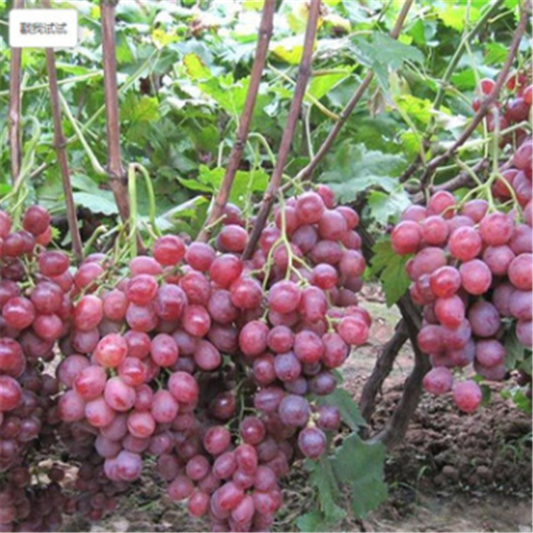克瑞森無核葡萄小苗、葡萄小苗免費技術(shù)管理