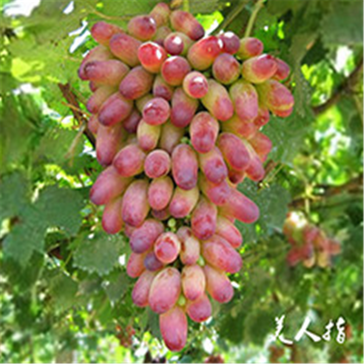 黑香蕉葡萄苗夏季管理、黑香蕉葡萄苗價(jià)格基地