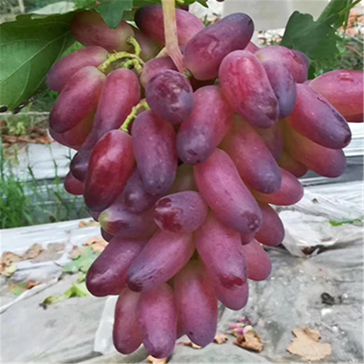黑香蕉葡萄苗夏季管理、黑香蕉葡萄苗價(jià)格基地