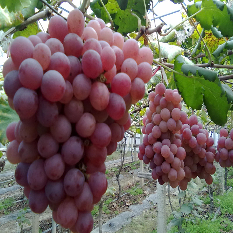 黑香蕉葡萄苗夏季管理、黑香蕉葡萄苗價(jià)格基地
