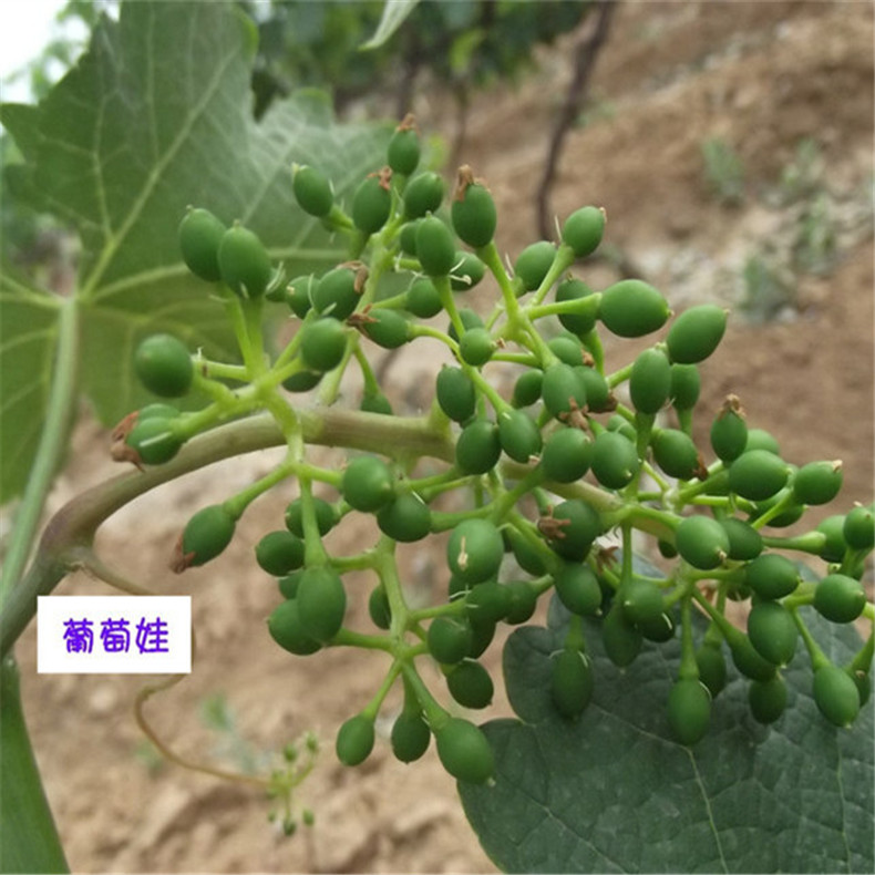 克瑞森無核葡萄小苗、葡萄小苗免費技術(shù)管理