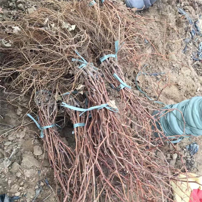 黑香蕉葡萄苗夏季管理、黑香蕉葡萄苗價(jià)格基地